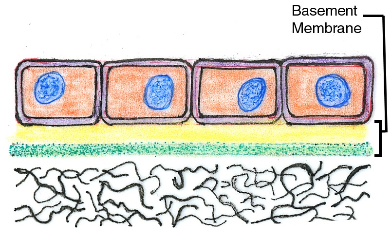 Identify The Epithelial Tissue Quiz