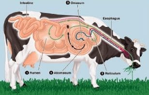 Cairan atau enzim khusus yang dihasilkan oleh kelenjar khusus pada sapi yang kemudian disalurkan ke 