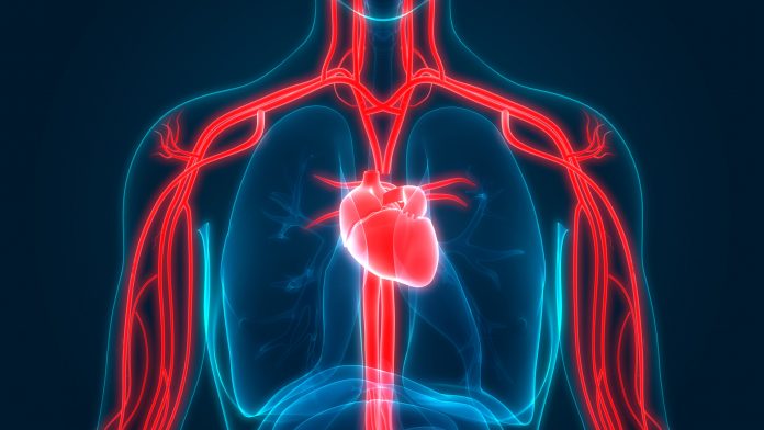 the circulatory and respiratory systems - Class 10 - Quizizz