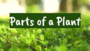 Parts of a Plant Quiz