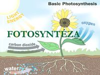 fotosynteza - Klasa 10 - Quiz