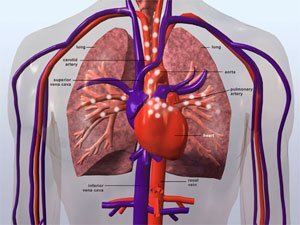 Respiratory And Circulatory System | 4.9K Plays | Quizizz