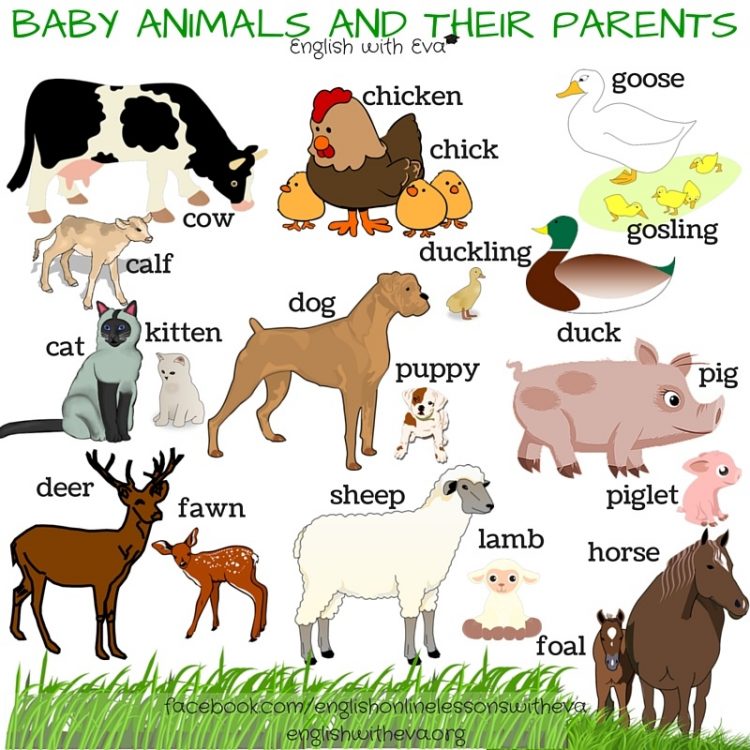 Animals and their babies | English - Quizizz