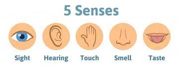 The 5 Senses - Class 2 - Quizizz