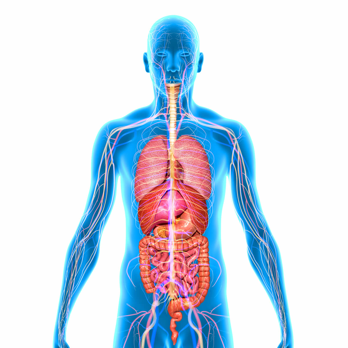 corps humain | Human Anatomy Quiz - Quizizz