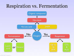 Fermentation (10-3) | Biology Quiz - Quizizz