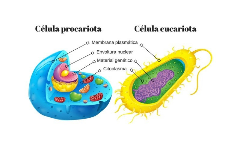 procariontes e eucariontes Flashcards - Questionário