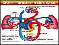 Penilaian Harian Kelas 5(Peredaran Darah Manusia)