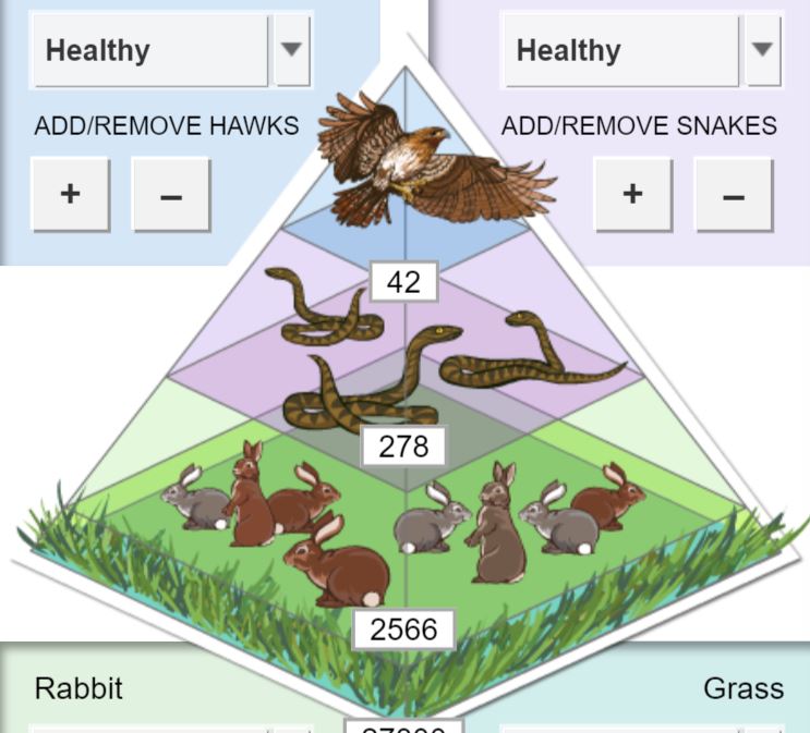 food chain - Grade 8 - Quizizz