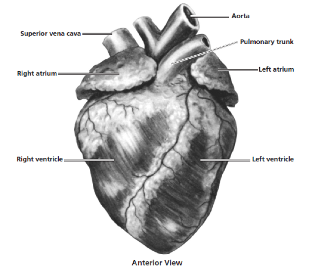 Sheep Heart Dissection Review Biology Quizizz