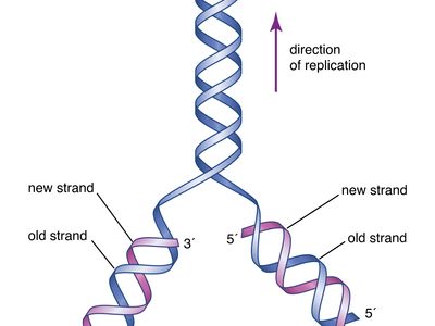 genetic mutation - Grade 11 - Quizizz