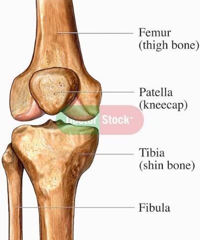 Anatomy of the Knee joint Quiz