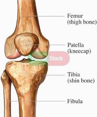 Anatomy Cards - Grade 12 - Quizizz