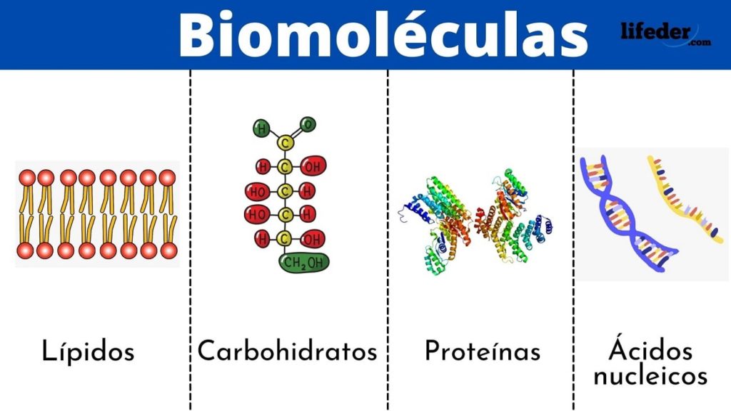 sólidos líquidos y gases Tarjetas didácticas - Quizizz