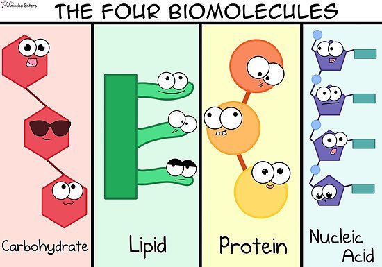 Biomolecules Review | 84 Plays | Quizizz