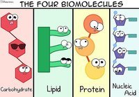 Biomolecules Review