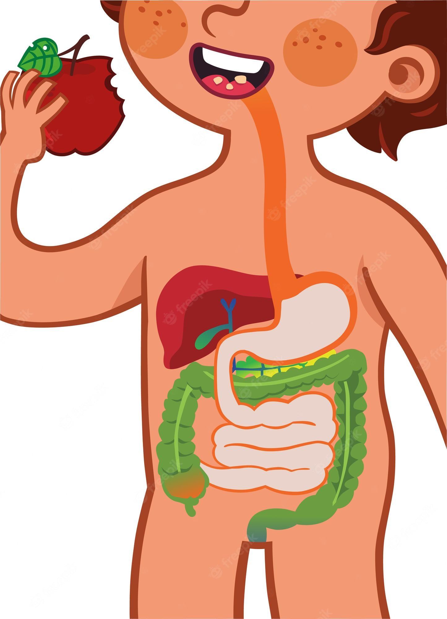 vocabulario/dictado sistema digestivo