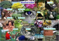 biodiversidad y conservación Tarjetas didácticas - Quizizz