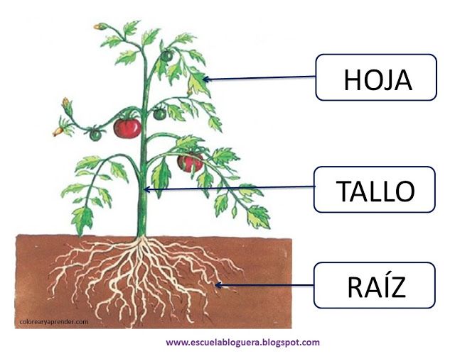 BOTANICA 8A: EVALUACIÓN SOBRE LA RAIZ Y EL TALLO. Quiz - Quizizz