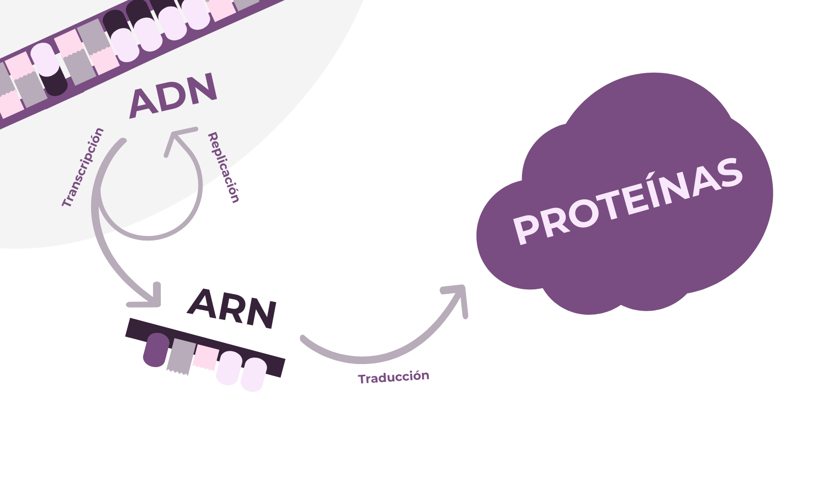 síntesis de arn y proteínas - Grado 11 - Quizizz
