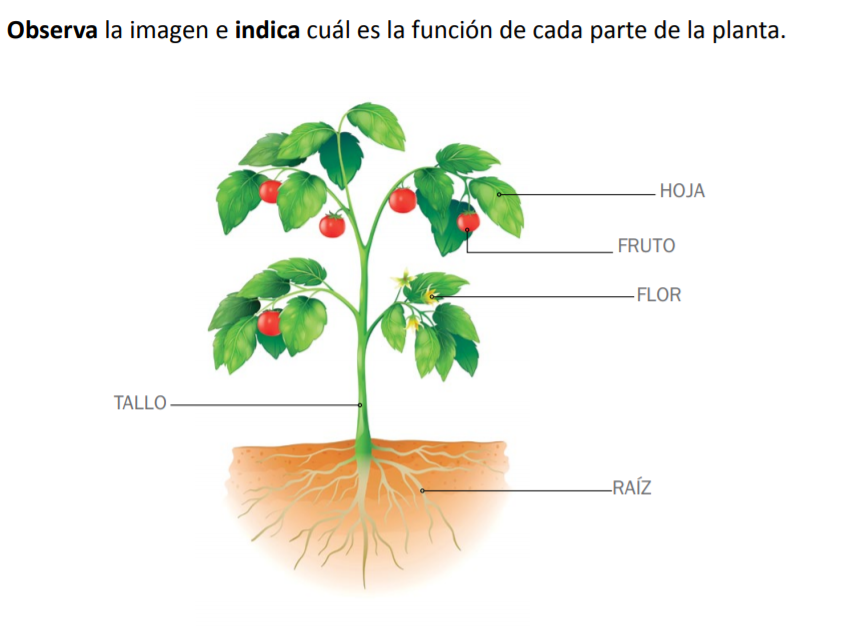 Los órganos de las plantas y sus funciones. - Quizizz