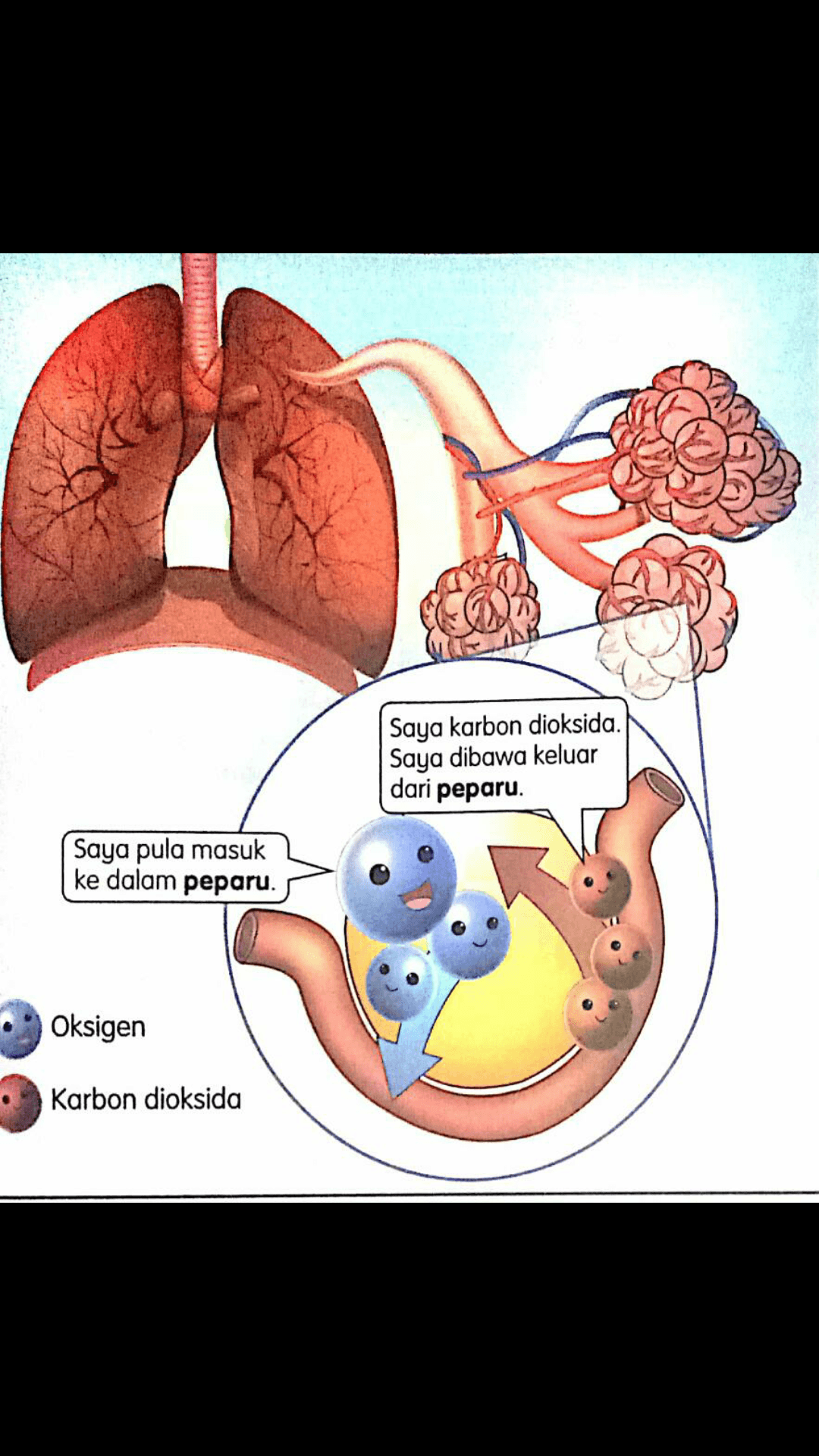 Sains Thn 4 Pernafasan Manusia 2 Science Quiz Quizizz