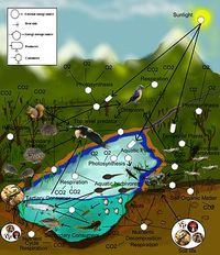 ecosystems - Year 10 - Quizizz