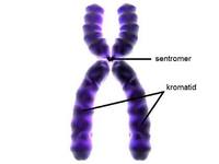 biologi manusia - Kelas 12 - Kuis