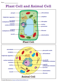 Animal And Plant Cells And Organelles Science Quizizz