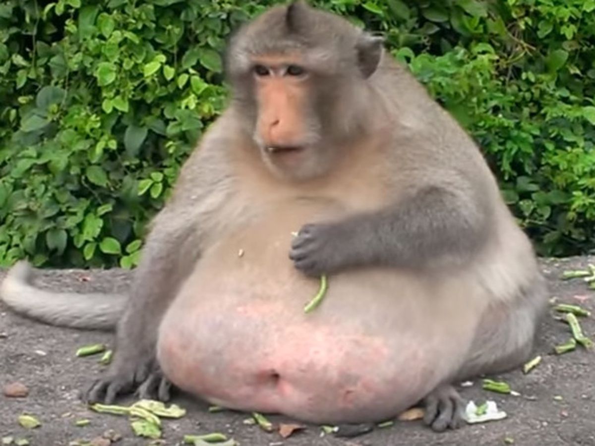 Chonky Monkey 