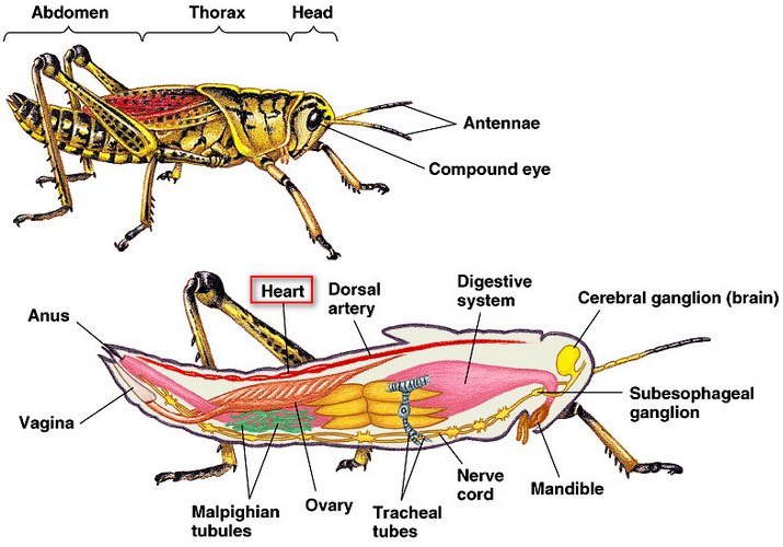 Hepatica adalah tubuh ke fasciola larva siput lymnea fase saat hidup hati masuk cacing Rangkuman Materi,