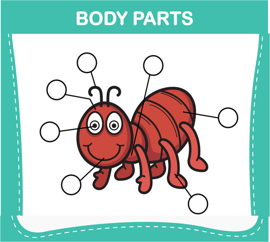 Insects body parts