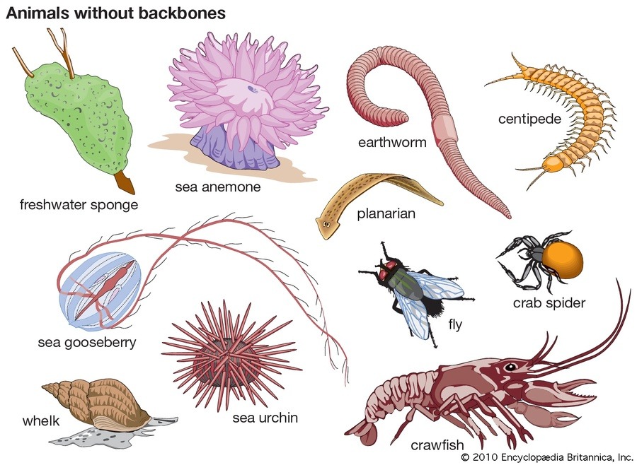 Invertebraten