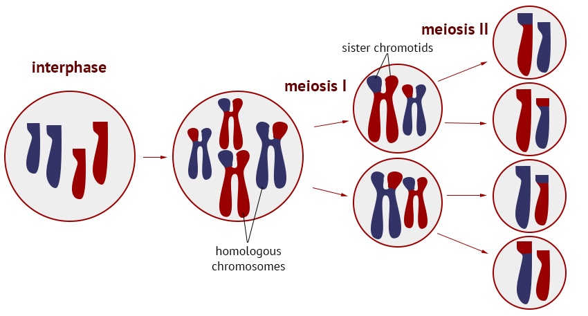 Meiosis | 92 plays | Quizizz