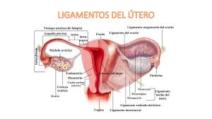 ligamento redondo del útero