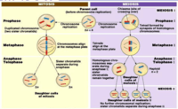 siklus sel dan mitosis - Kelas 9 - Kuis