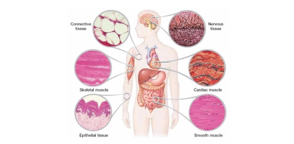 Human Anatomy-Tissues