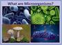 Science Year 6 Microorganism (Revision)