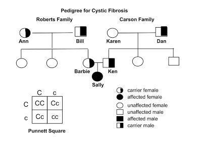 cystic fibrosis punnett square