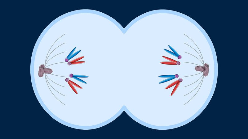 mitosis - Grado 11 - Quizizz