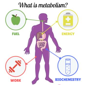 metabolisme Kartu Flash - Quizizz