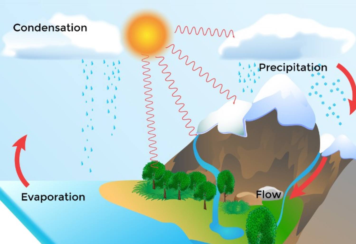 Water Cycle | Science Quiz - Quizizz