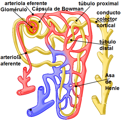 fisiologia renal