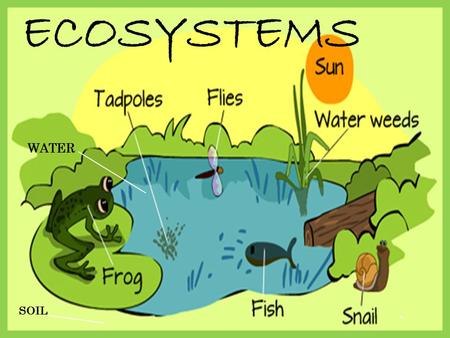 Intro To Ecosystems Review 