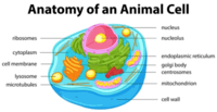 the cell membrane - Year 6 - Quizizz