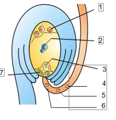 diagram sel tumbuhan - Kelas 9 - Kuis