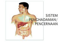 Merevisi Tulisan - Kelas 3 - Kuis