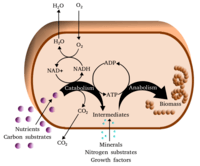 metabolisme - Kelas 3 - Kuis