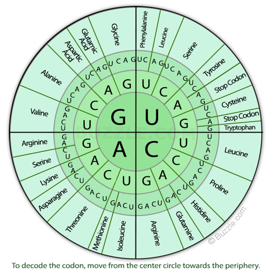 Replication Transcription And Translation Quiz Quizizz