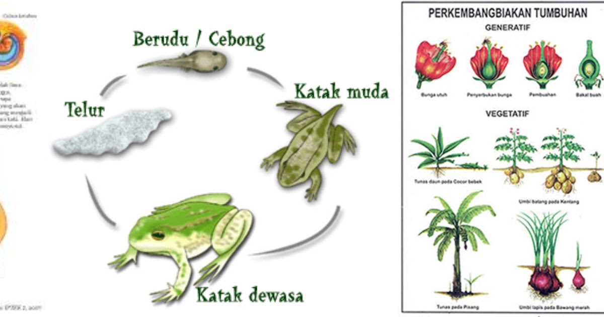 sel tumbuhan dan hewan - Kelas 6 - Kuis